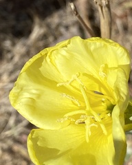 Oenothera longissima