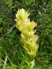 Castilleja miniata fulva