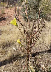 Oenothera longissima
