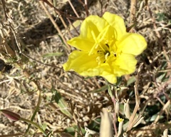 Oenothera longissima