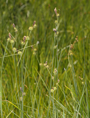 Carex serratodens