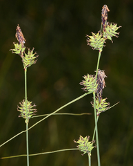Carex serratodens