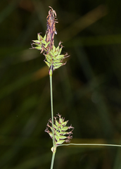 Carex serratodens