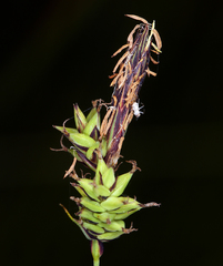 Carex serratodens