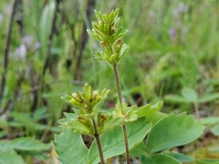 Euphrasia subarctica