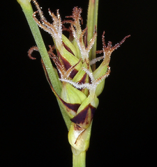 Carex serratodens