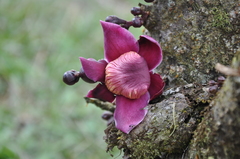 Eschweilera jacquelyniae