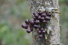 Eschweilera jacquelyniae