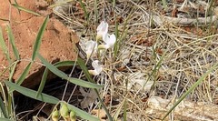 Lathyrus graminifolius