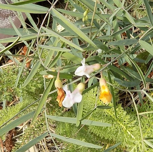 Image of Lathyrus graminifolius by no rights reserved