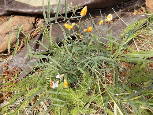 Image of Lathyrus graminifolius by no rights reserved