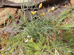 Lathyrus graminifolius