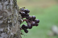 Eschweilera jacquelyniae