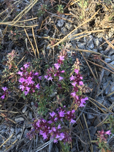 Lemon Thyme (Thymus ×)