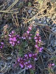 Thymus × cimicinus
