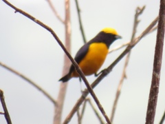 Euphonia saturata