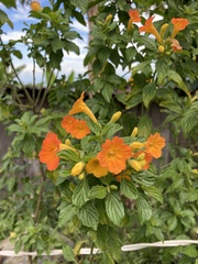 Streptosolen