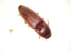 Conoderus falli