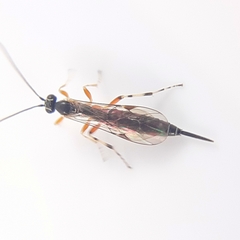 Tromatobia ovivora