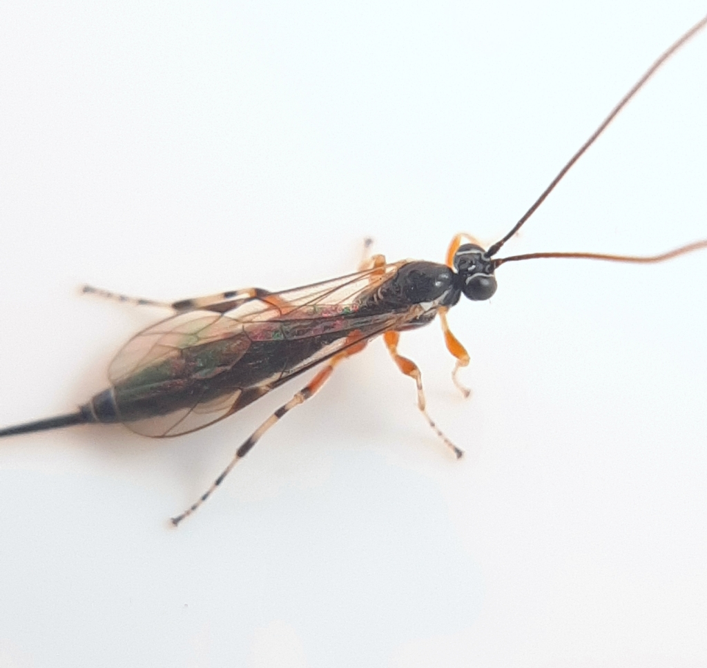 Parasitoid wasp