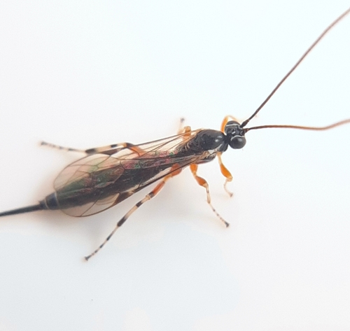 Parasitoid wasp