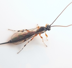 Tromatobia ovivora