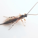 Tromatobia ovivora - Photo (c) Will Linnard, some rights reserved (CC BY), uploaded by Will Linnard