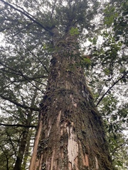 Chamaecyparis formosensis