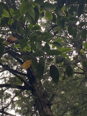 Chamaecyparis formosensis