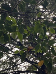 Chamaecyparis formosensis