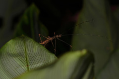 Pseudophasma unicolor