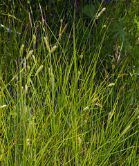Carex sheldonii