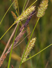 Carex sheldonii