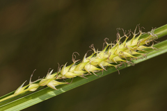 Carex sheldonii
