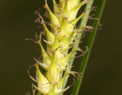 Carex sheldonii