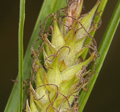 Carex sheldonii