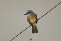 Tyrannus melancholicus