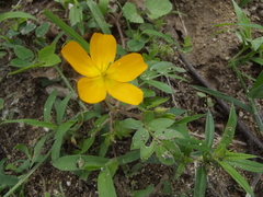 Kallstroemia peninsularis