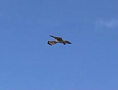 Falco cenchroides cenchroides