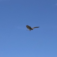 Falco cenchroides cenchroides