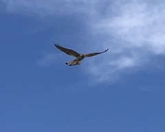 Falco cenchroides cenchroides