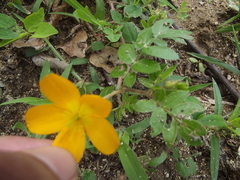 Kallstroemia peninsularis