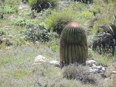 Ferocactus haematacanthus