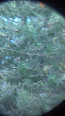Melanotis caerulescens