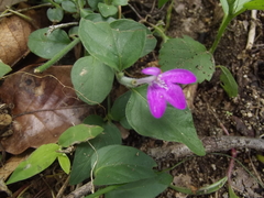 Justicia austrocapensis