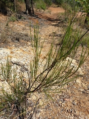 Acacia juncifolia