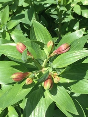 Alstroemeria aurea