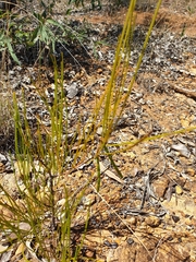 Acacia juncifolia
