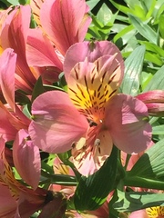Alstroemeria aurea