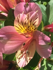 Alstroemeria aurea